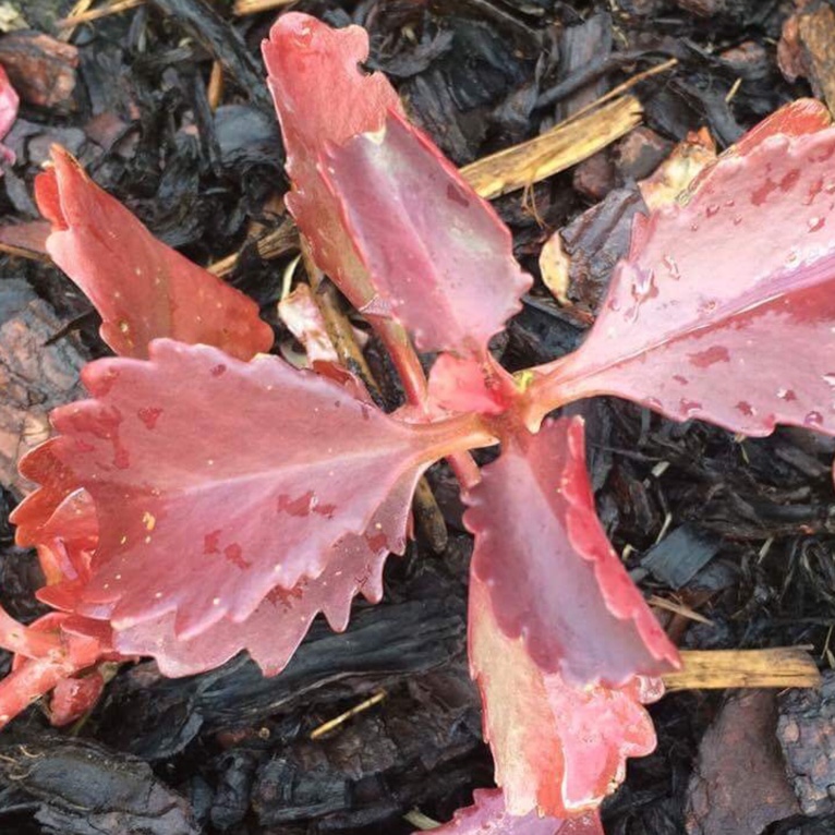 Kalanchoe brachyloba in the GardenTags plant encyclopedia Kalanchoe brachyloba in the GardenTags plant encyclopedia