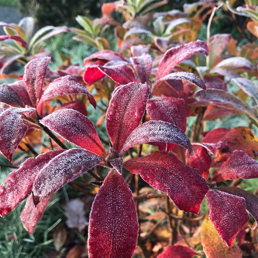 Rhododendron Glowing Embers in the GardenTags plant encyclopedia Azalea Glowing Embers in the GardenTags plant encyclopedia