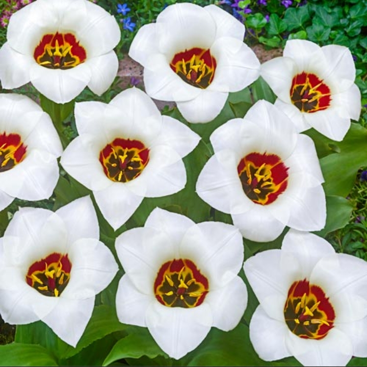 Tulipa Janet in the GardenTags plant encyclopedia Tulip Janet (Fosteriana) in the GardenTags plant encyclopedia