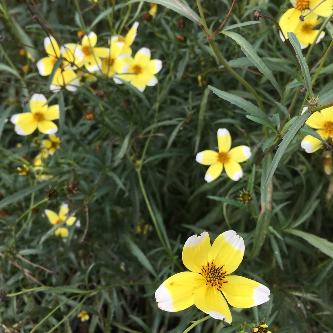 Bidens aurea Hannays Lemon Drop in the GardenTags plant encyclopedia Beggarticks Hannays Lemon Drop in the GardenTags plant encyclopedia