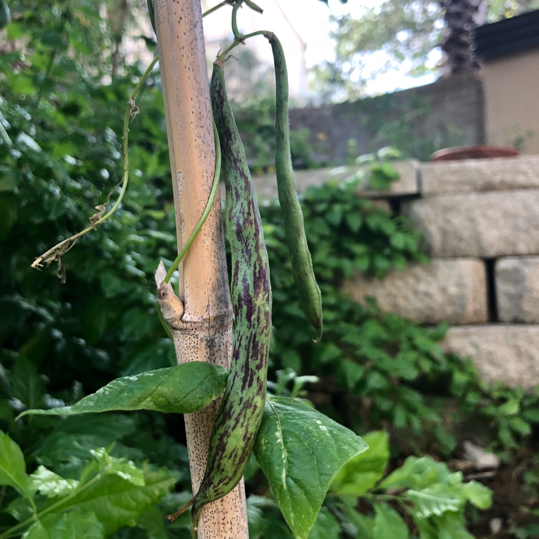 Phaseolus vulgaris Rattlesnake in the GardenTags plant encyclopedia Pole Bean Rattlesnake in the GardenTags plant encyclopedia