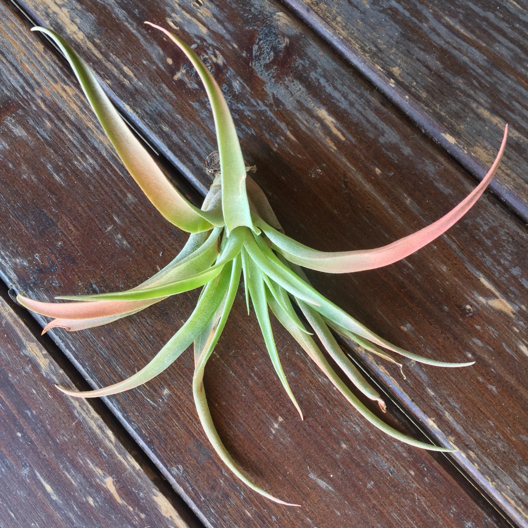 Tillandsia velutina in the GardenTags plant encyclopedia Airplant (Species) Tillandsia velutina in the GardenTags plant encyclopedia