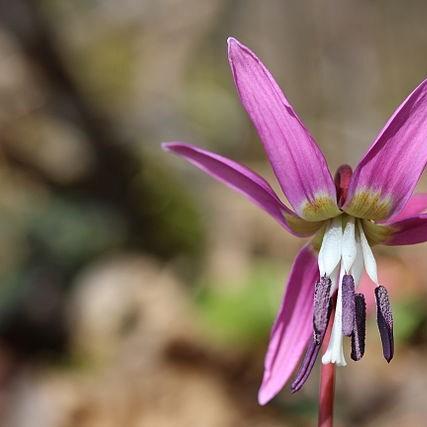 Erythronium Citronella in the GardenTags plant encyclopedia Dogtooth violet Citronella in the GardenTags plant encyclopedia