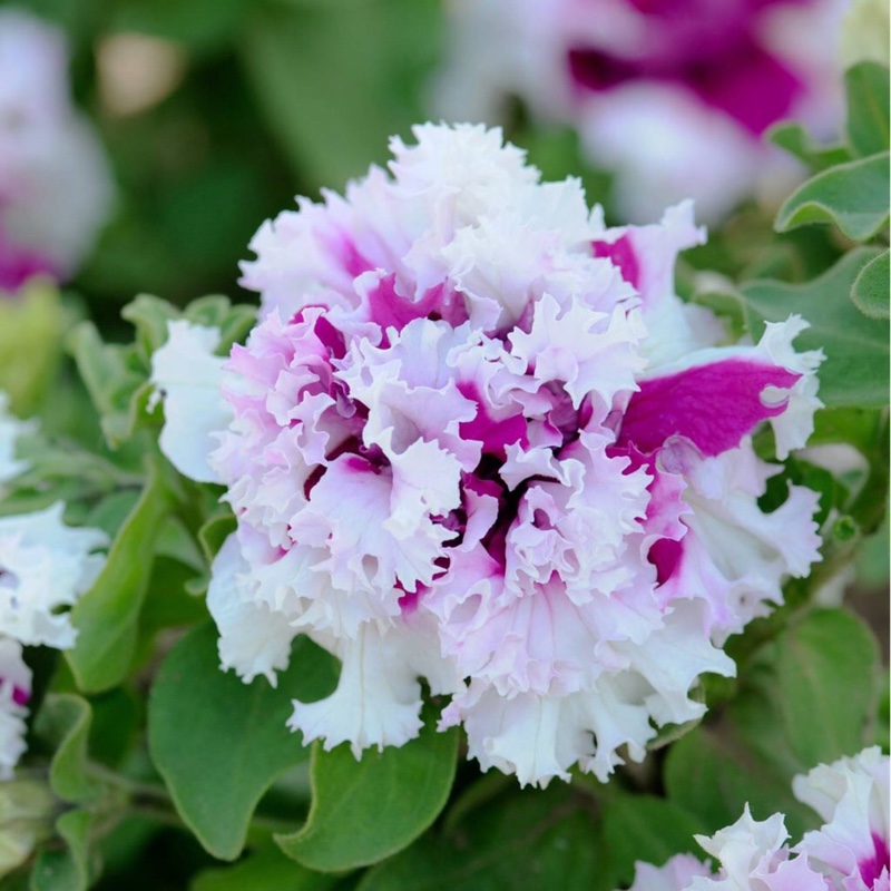 Petunia Art Deco in the GardenTags plant encyclopedia Dwarf Petunia Art Deco in the GardenTags plant encyclopedia