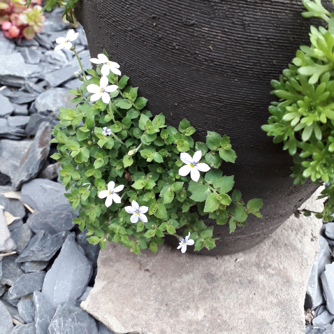 Lobelia puberula syn. Pratia puberula in the GardenTags plant encyclopedia Alpine Pratia in the GardenTags plant encyclopedia