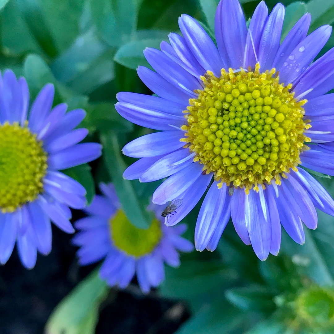 Chrysanthemum Blue Knoll in the GardenTags plant encyclopedia Chrysanthemum Blue Knoll in the GardenTags plant encyclopedia