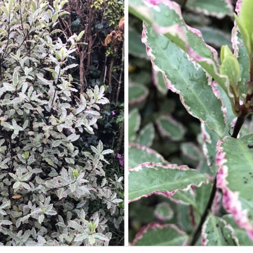 Pittosporum tenuifolium Elizabeth in the GardenTags plant encyclopedia New Zealand Pittosporum Elizabeth in the GardenTags plant encyclopedia