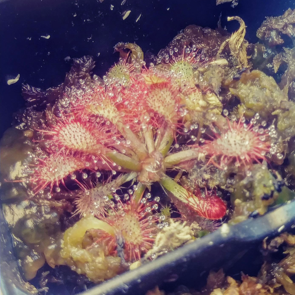 Drosera x tokaiensis in the GardenTags plant encyclopedia Sundew in the GardenTags plant encyclopedia