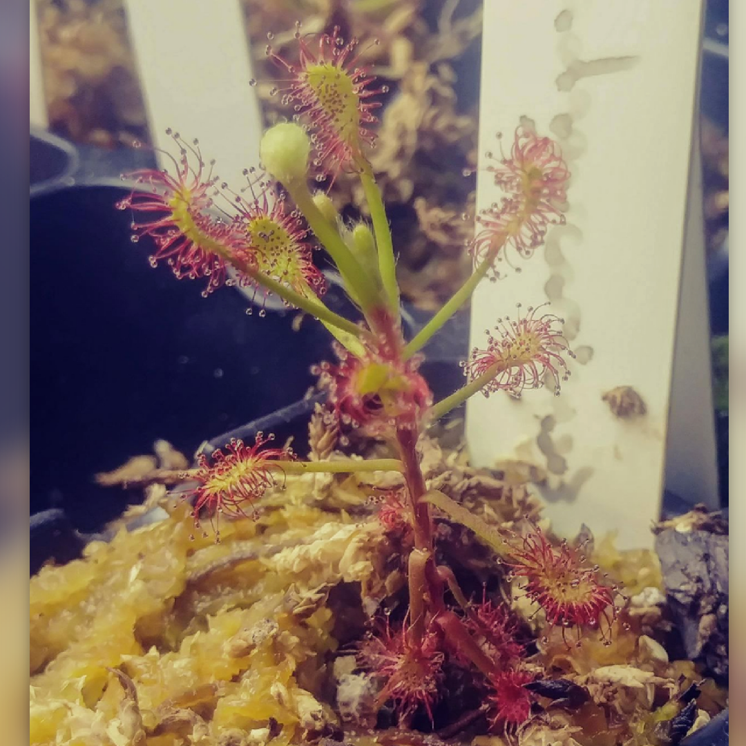 Drosera madagascariensis in the GardenTags plant encyclopedia Madagascar sundew in the GardenTags plant encyclopedia