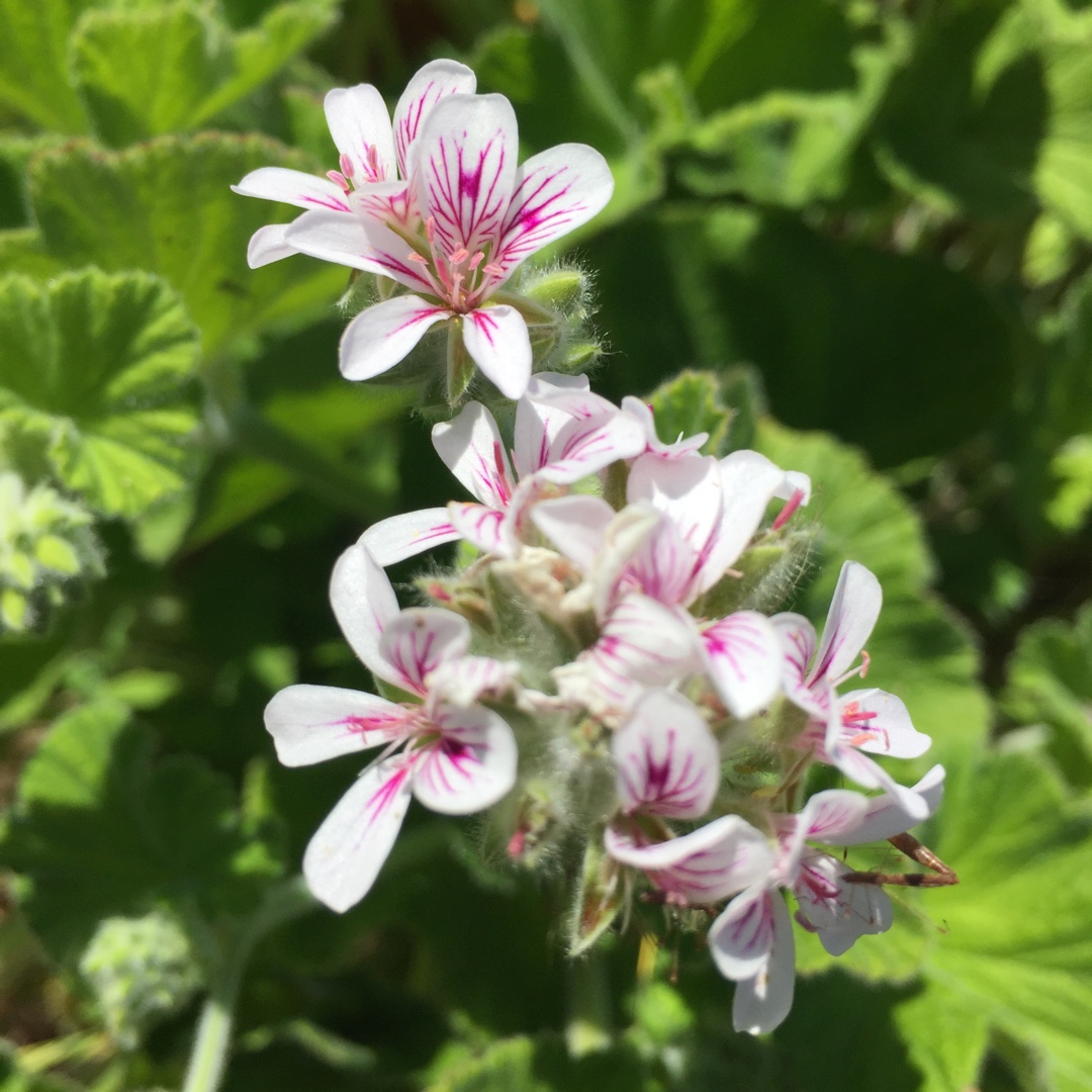 Pelargonium australe in the GardenTags plant encyclopedia Pelargonium (Species) Austral Storksbill in the GardenTags plant encyclopedia