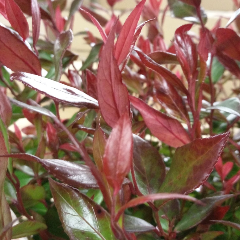 Dog-hobble Little Flames in the GardenTags plant encyclopedia