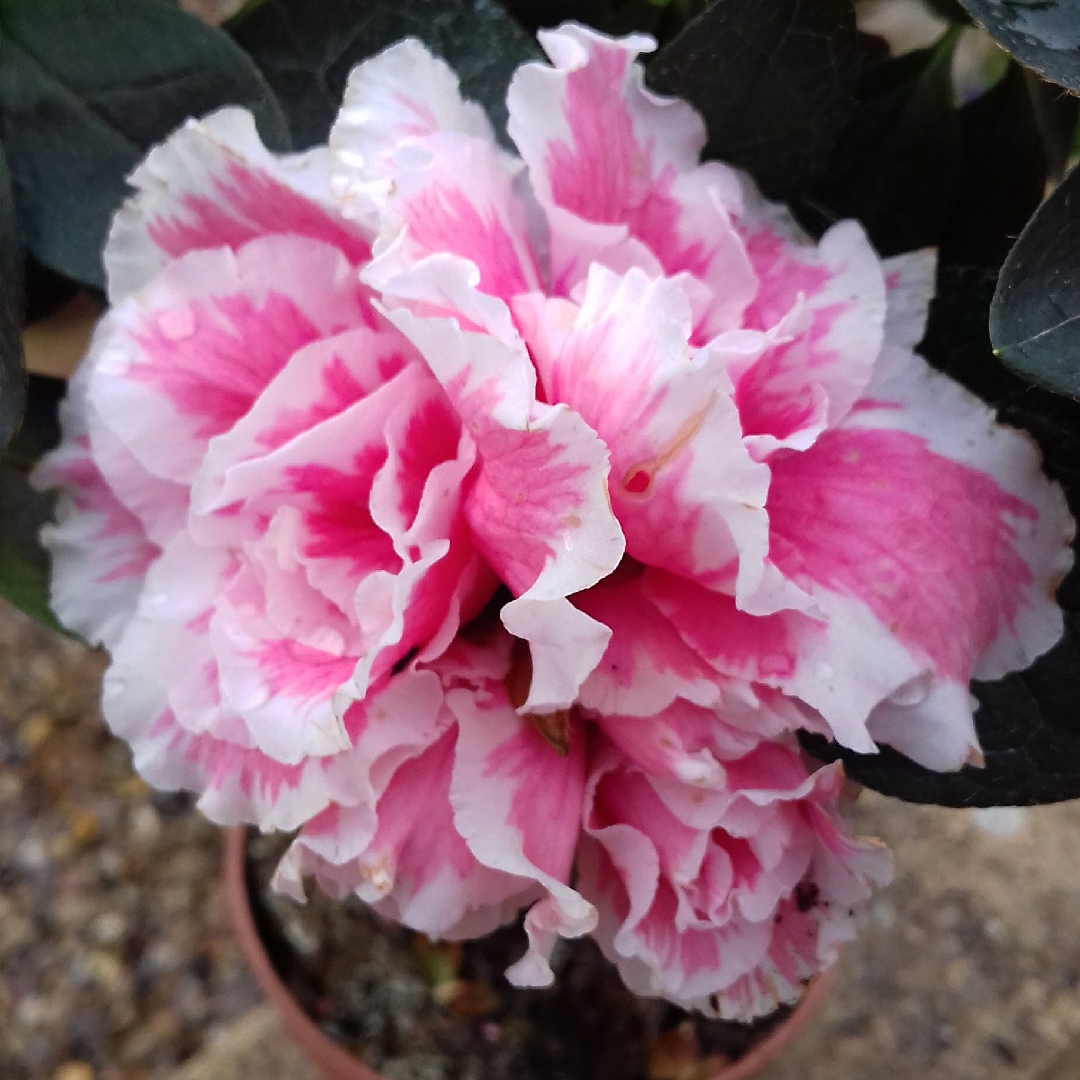 Rhododendron Indicum Inga in the GardenTags plant encyclopedia Azalea Indica Inga in the GardenTags plant encyclopedia