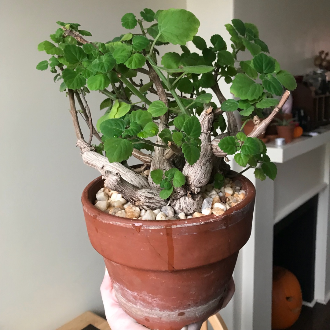 Plectranthus ernstii in the GardenTags plant encyclopedia Bonsai mint in the GardenTags plant encyclopedia