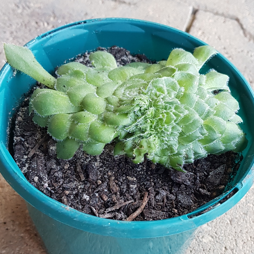 Aeonium Tabulaefoeme f. Cristata in the GardenTags plant encyclopedia Aeonium Tabuliforme Crested in the GardenTags plant encyclopedia