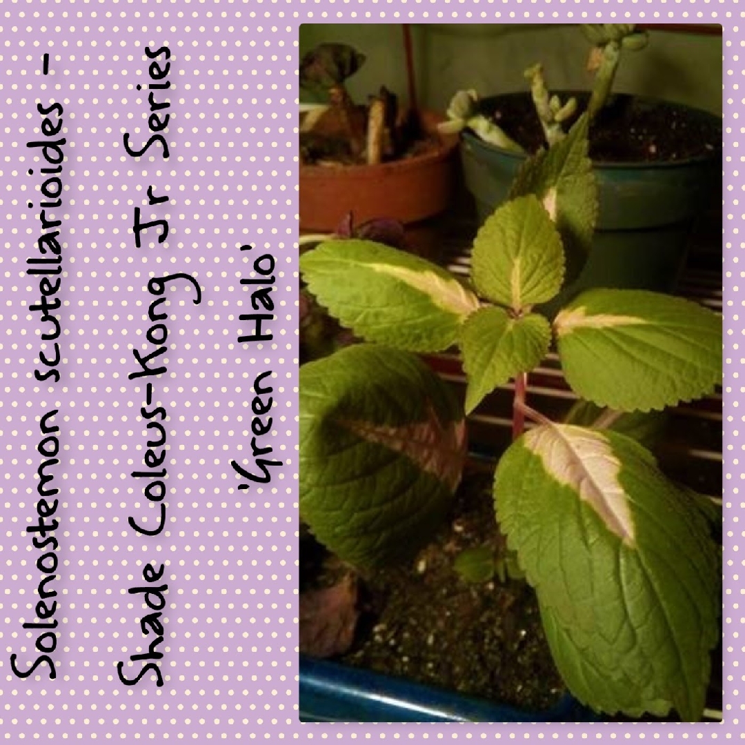 Solenostemon scutellarioides Pas904508 (Premium Shade Kong Jr. Series) syn. Solenostemon scutellarioides Premium Shade Kong Jr. Green Halo in the GardenTags plant encyclopedia Coleus Premium Shade Kong Jr. Green Halo in the GardenTags plant encyclopedia