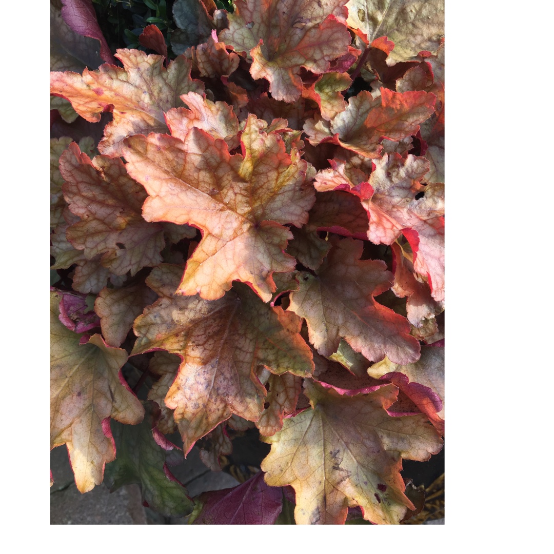 Heuchera Golden Marmalade in the GardenTags plant encyclopedia Heuchera Golden Marmalade in the GardenTags plant encyclopedia