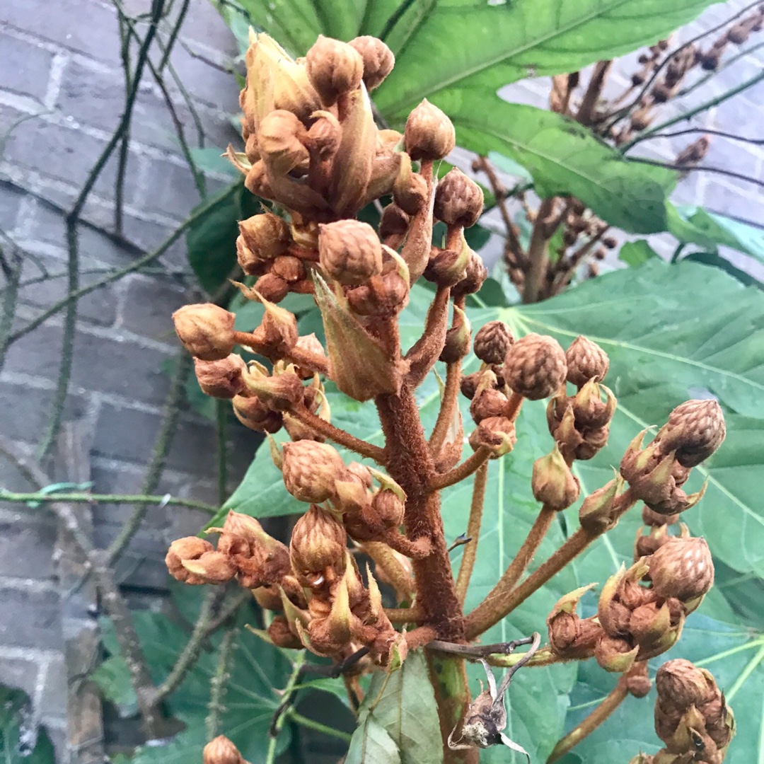Fatsia polycarpa in the GardenTags plant encyclopedia Fatsia polycarpa in the GardenTags plant encyclopedia