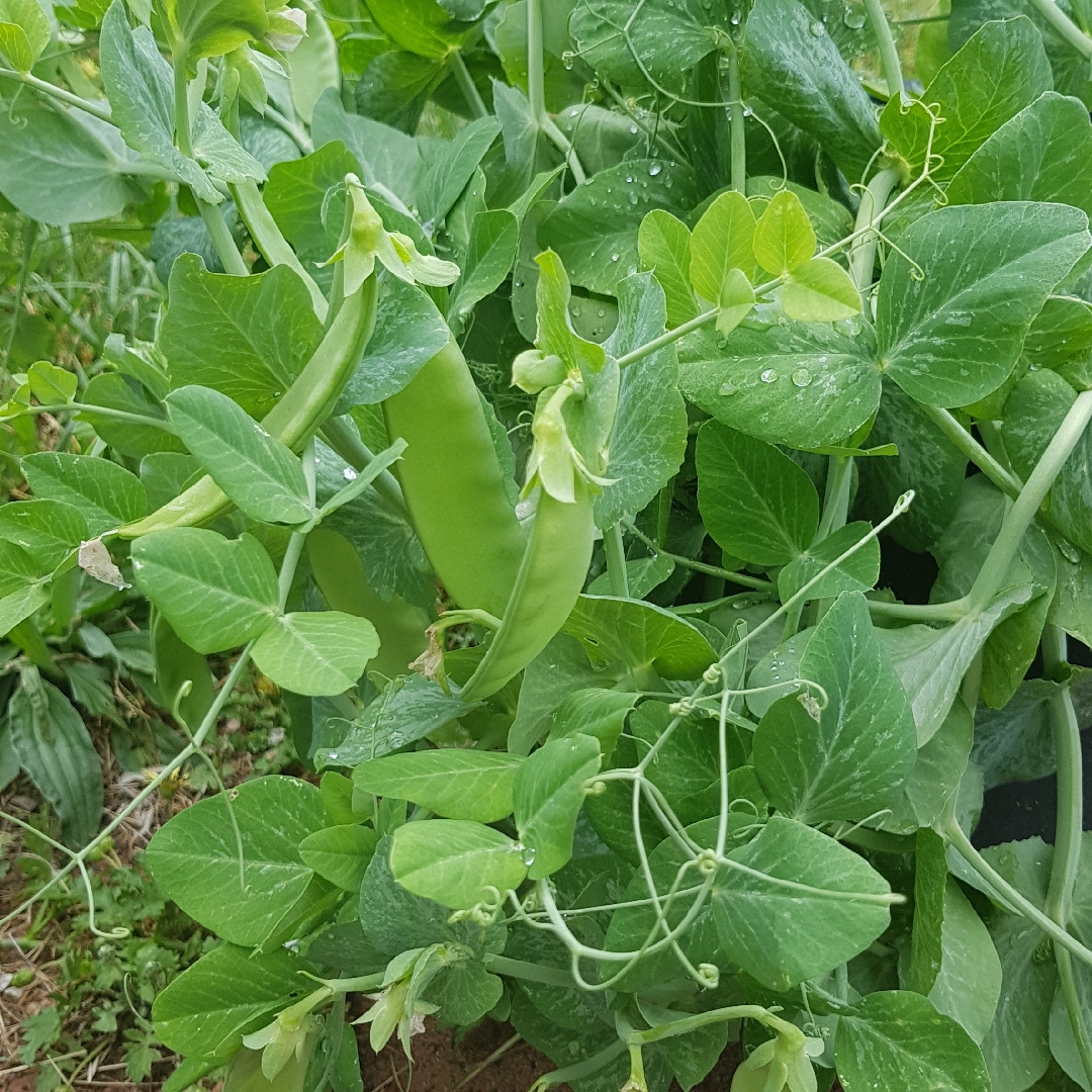 Pisum sativum var. saccharatum Oregon Giant in the GardenTags plant encyclopedia Snow Pea Oregan Giant in the GardenTags plant encyclopedia