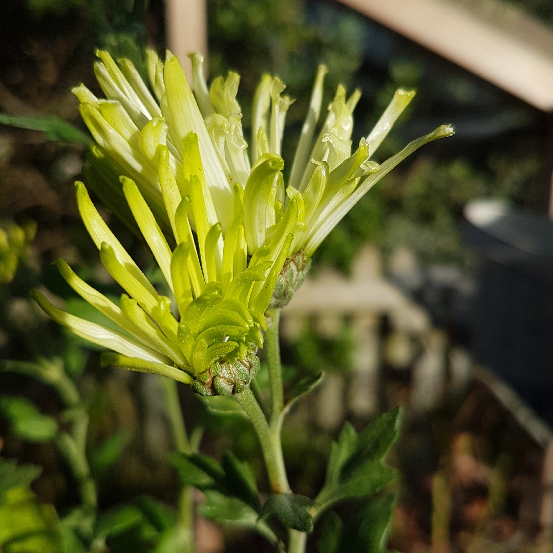 Chrysanthemum Green Mist in the GardenTags plant encyclopedia Chrysanthemum Green Mist in the GardenTags plant encyclopedia