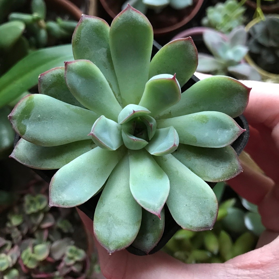 Echeveria Rondo in the GardenTags plant encyclopedia Echeveria Rondo in the GardenTags plant encyclopedia