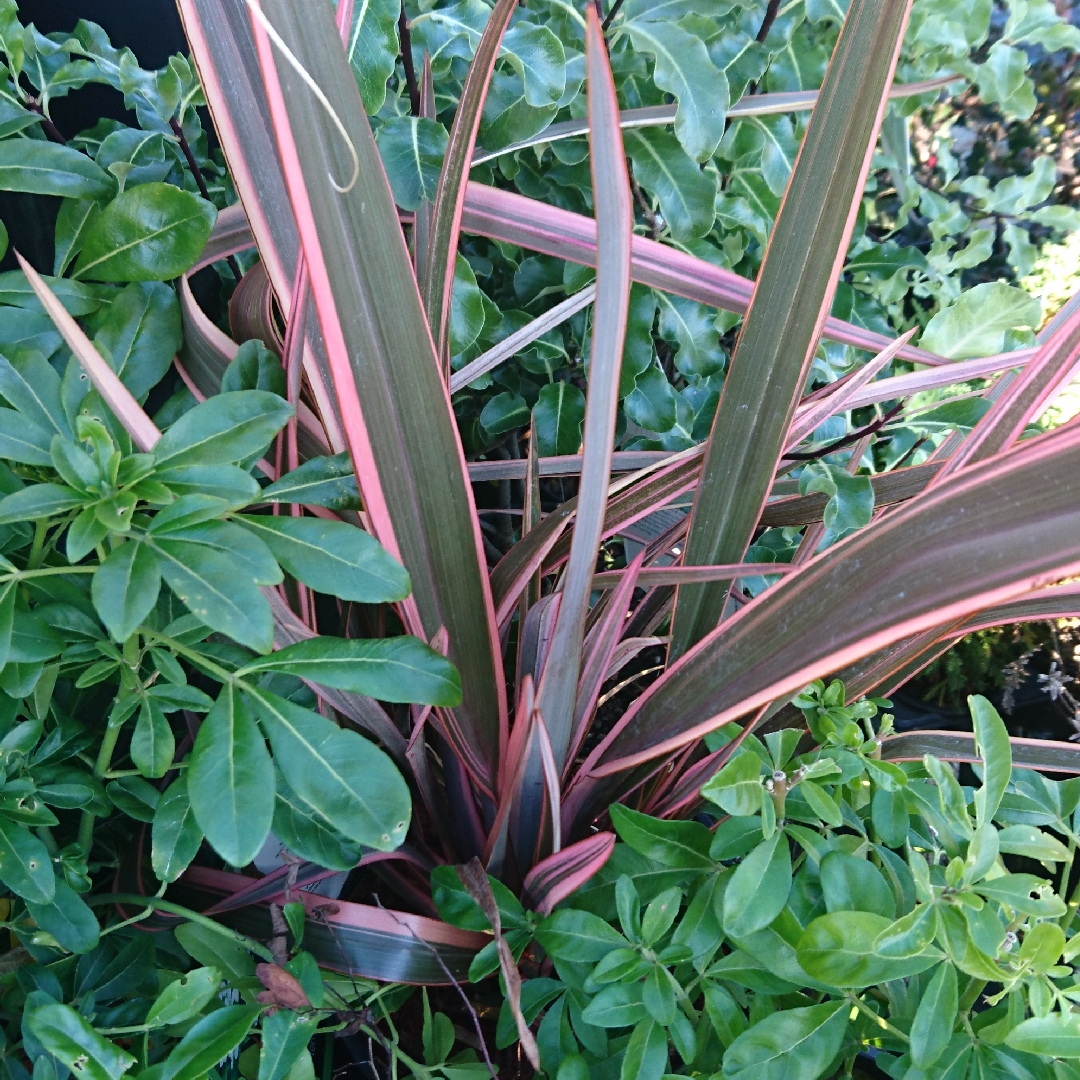 Phormium Rainbow Queen in the GardenTags plant encyclopedia New Zealand Flax Rainbow Queen in the GardenTags plant encyclopedia