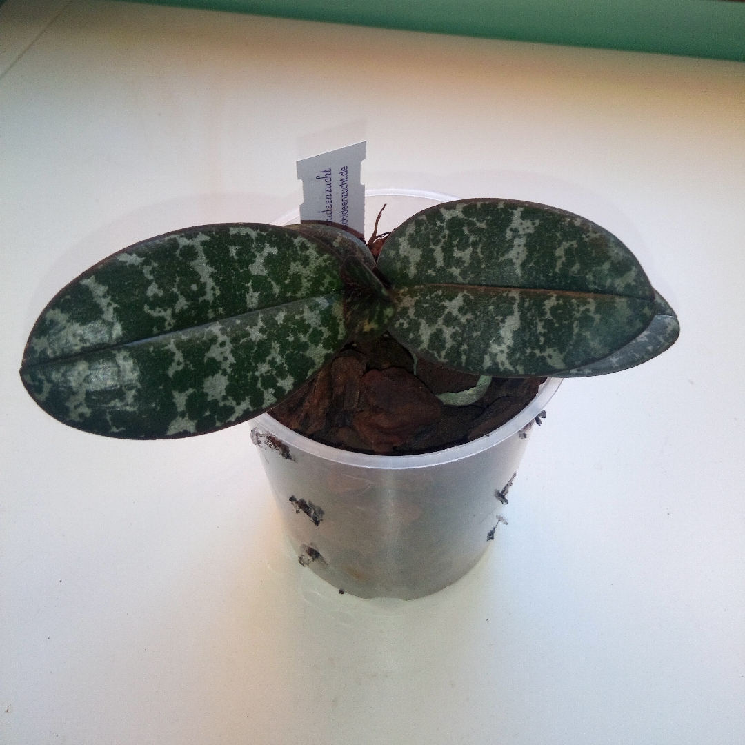 Phalaenopsis schilleriana in the GardenTags plant encyclopedia Moth Orchid Species in the GardenTags plant encyclopedia