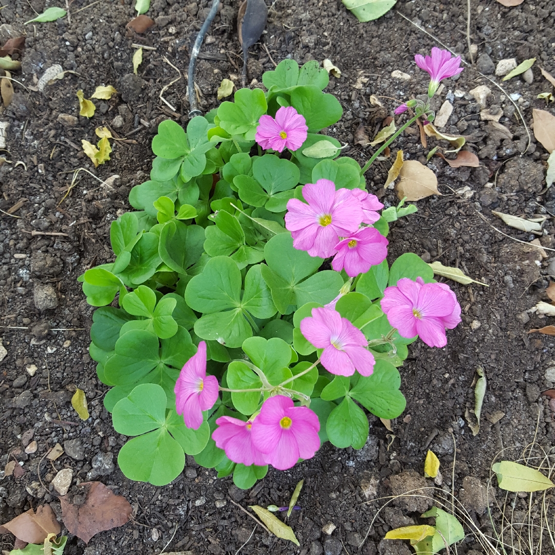 Oxalis bowiei in the GardenTags plant encyclopedia Bowies wood-sorrel in the GardenTags plant encyclopedia