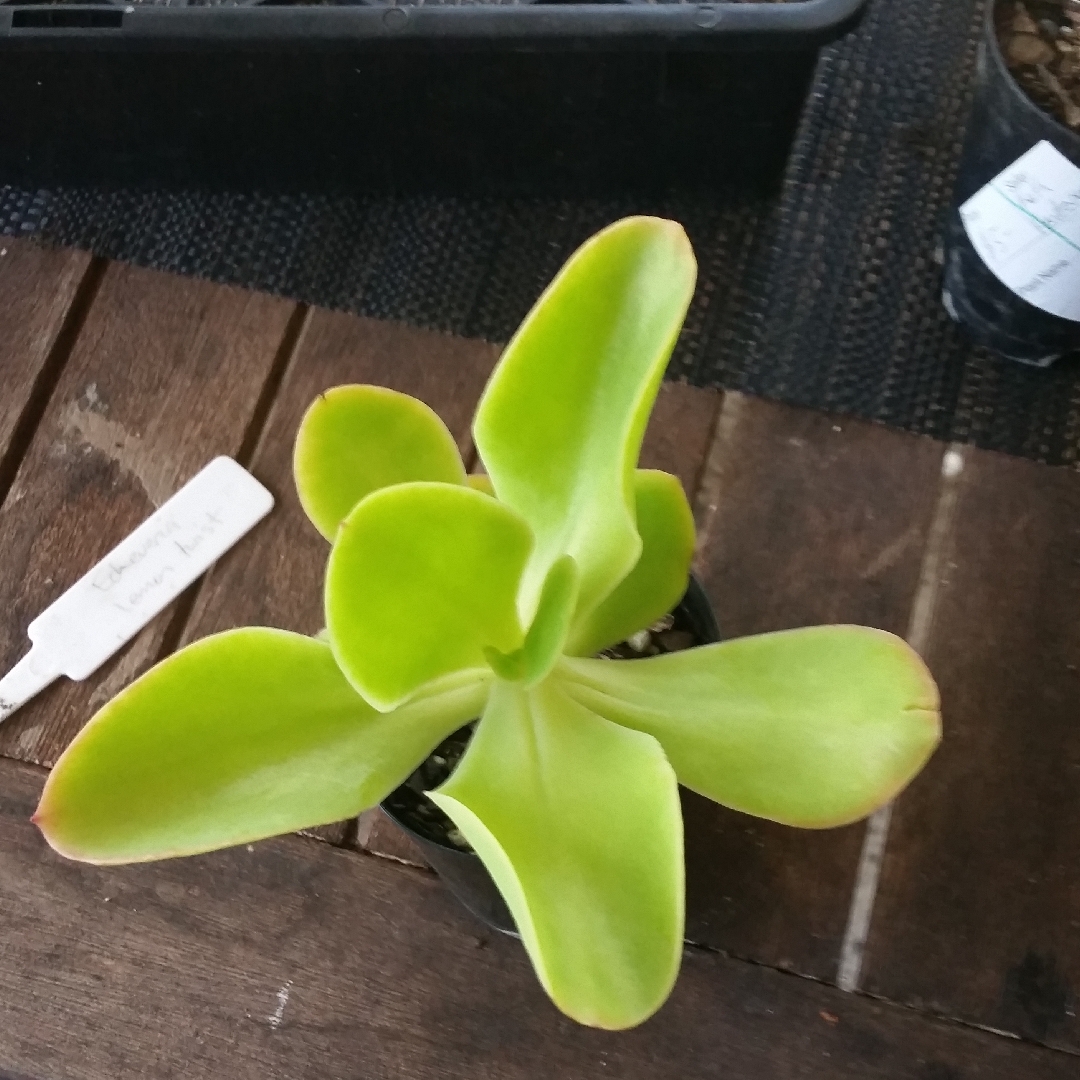 Echeveria Lemon Twist in the GardenTags plant encyclopedia Echeveria Lemon Twist in the GardenTags plant encyclopedia