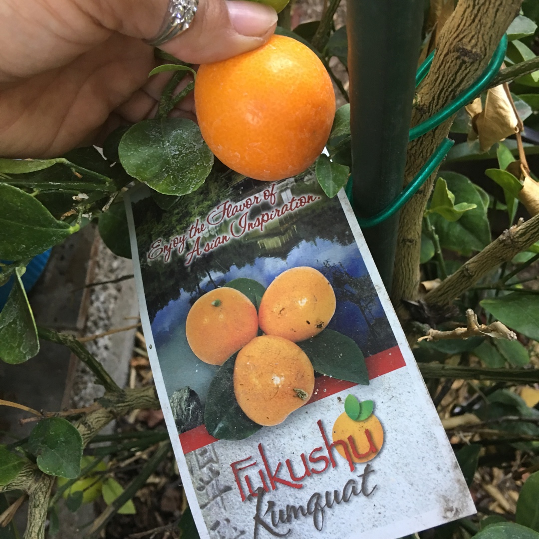 Fortunella obovata Fukushu in the GardenTags plant encyclopedia Kumquat Fukushu in the GardenTags plant encyclopedia