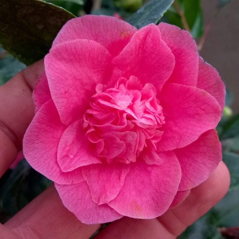 Camellia japonica Tiki in the GardenTags plant encyclopedia Camellia Tiki in the GardenTags plant encyclopedia