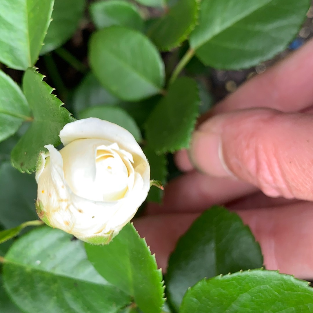 Rose Flower Carpet White in the GardenTags plant encyclopedia