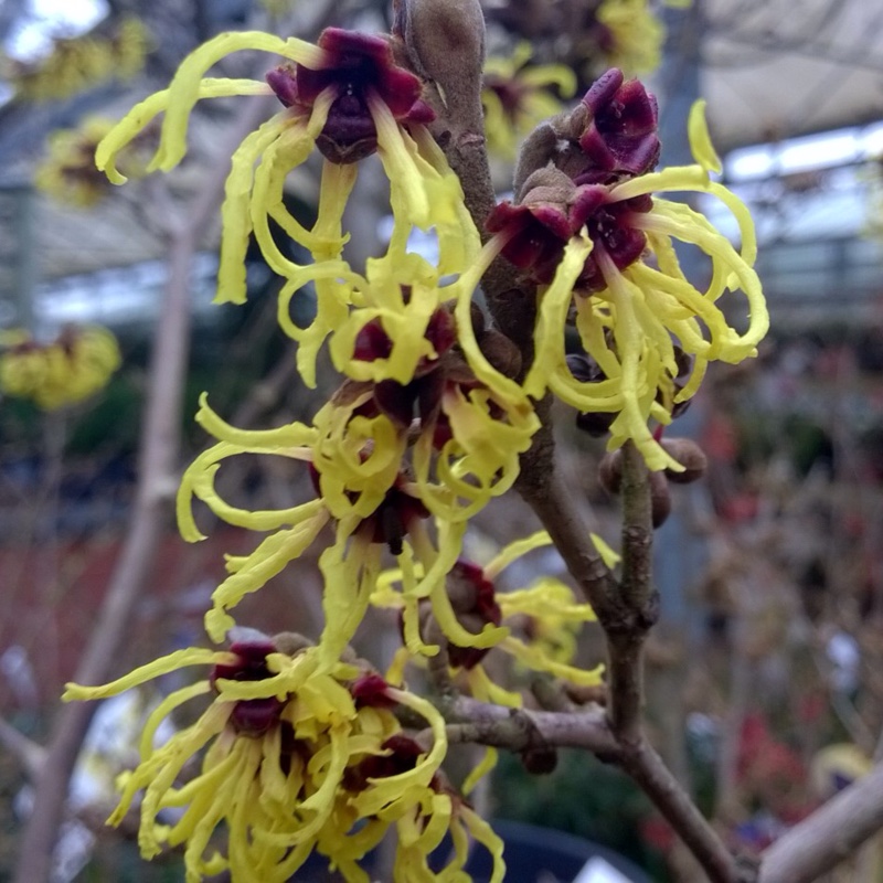 Hamamelis mollis in the GardenTags plant encyclopedia Chinese Witch Hazel in the GardenTags plant encyclopedia