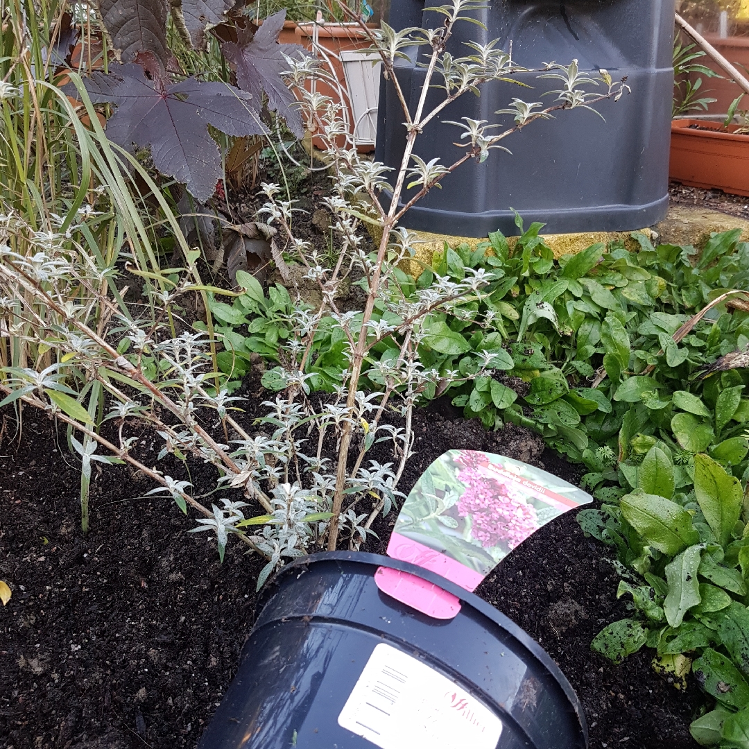 Buddleja davidii Tobudsopin (Buzz Series) syn. Buddleja davidii Buzz Candy Pink, Buddleja davidii Buzz Soft Pink in the GardenTags plant encyclopedia Butterfly Bush Buzz Candy Pink in the GardenTags plant encyclopedia