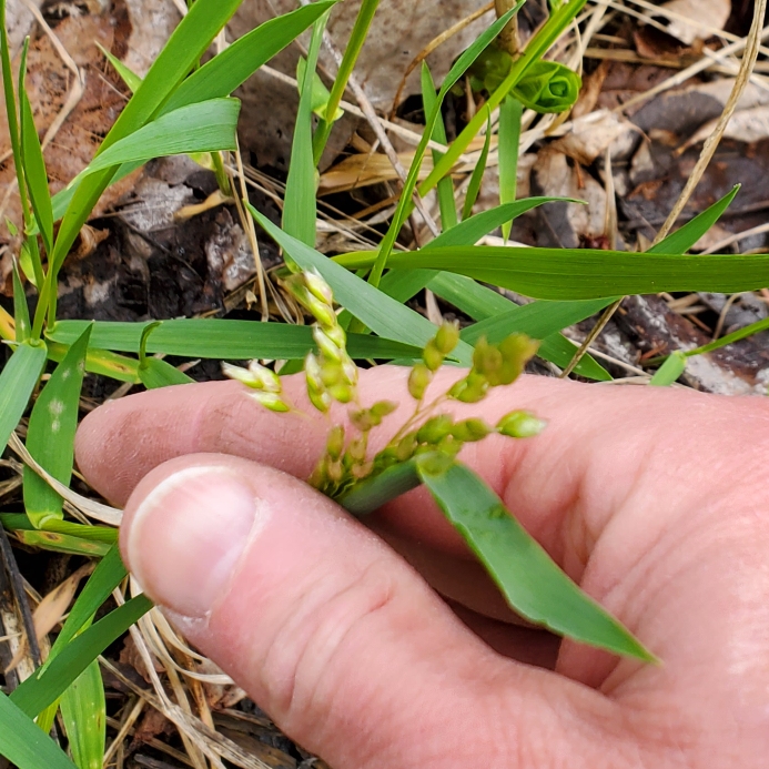 Hierochloe Odorata in the GardenTags plant encyclopedia Sweet Grass in the GardenTags plant encyclopedia