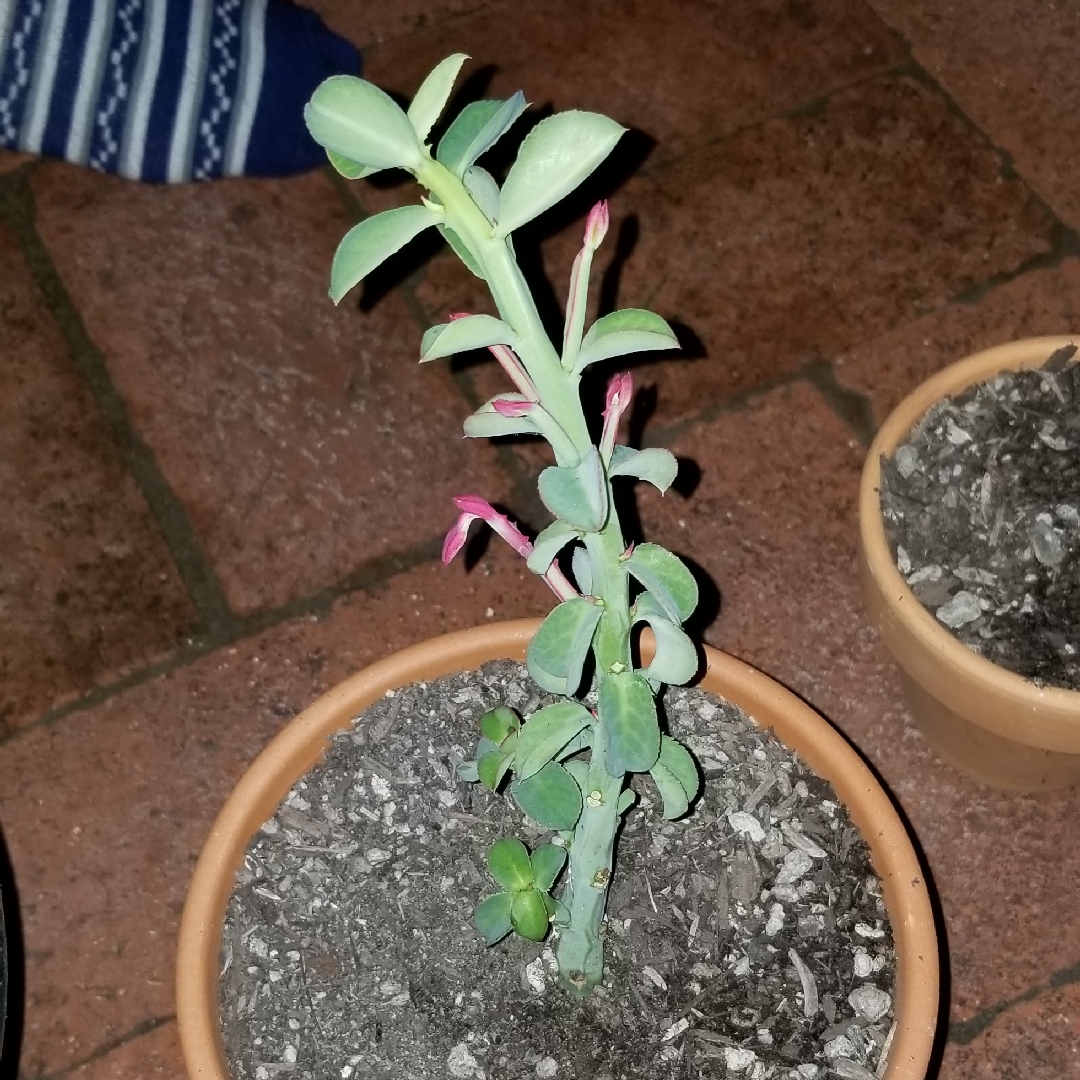 Euphorbia neococcinea syn. Monadenium coccineum in the GardenTags plant encyclopedia Euphorbia neococcinea in the GardenTags plant encyclopedia