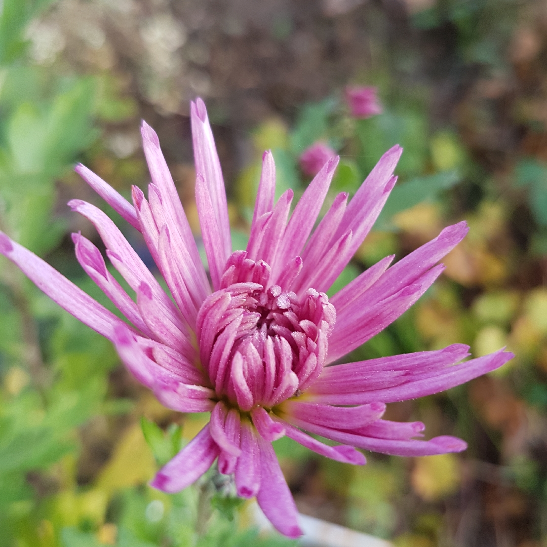 Chrysanthemum Skomer Pink in the GardenTags plant encyclopedia Chrysanthemum Skomer Pink (Somer Series) in the GardenTags plant encyclopedia