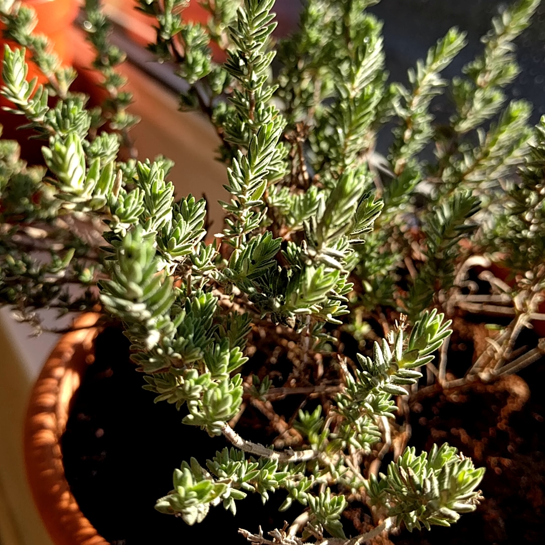 Thymus nitidus Peter Davis in the GardenTags plant encyclopedia Thyme Peter Davis in the GardenTags plant encyclopedia
