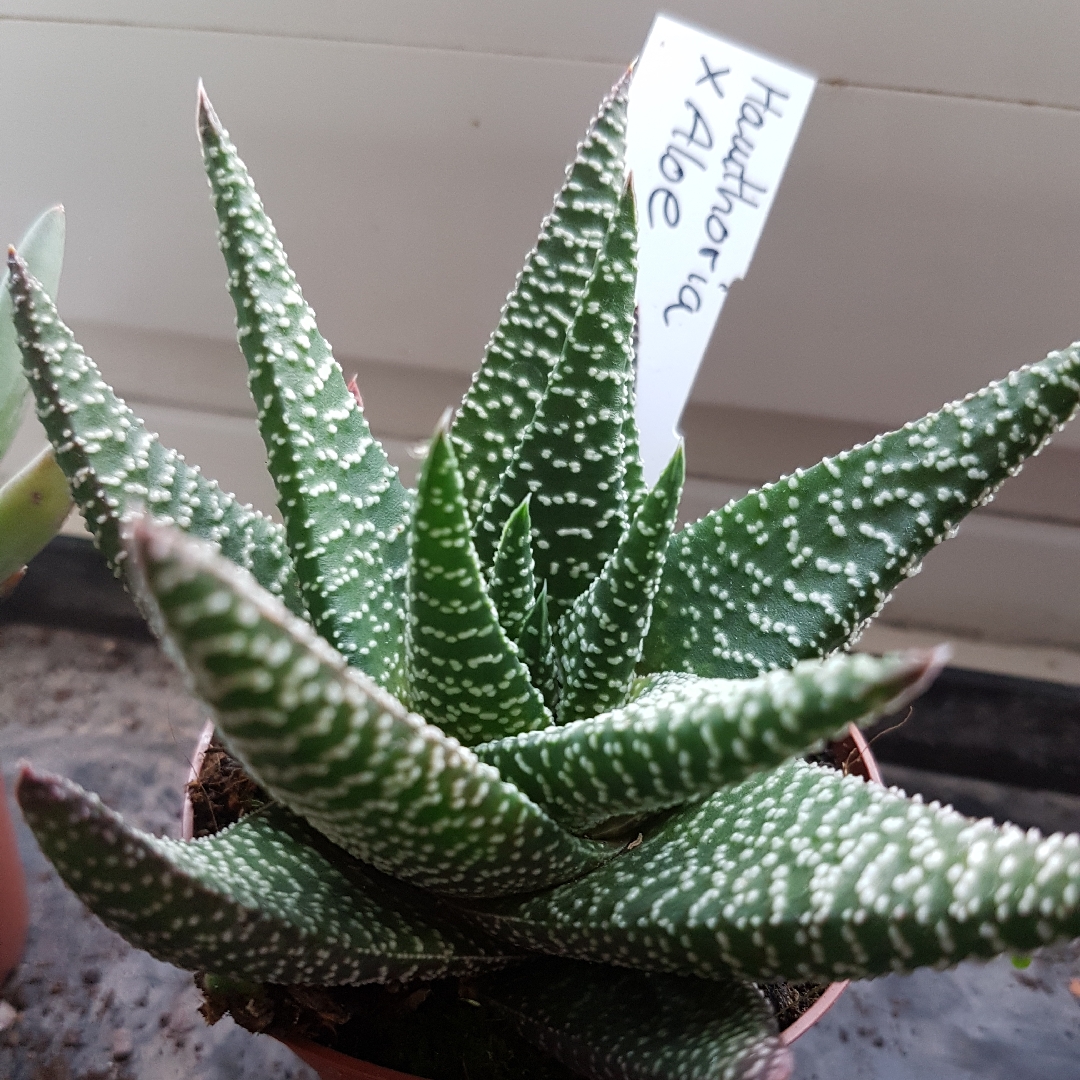 Alworthia in the GardenTags plant encyclopedia