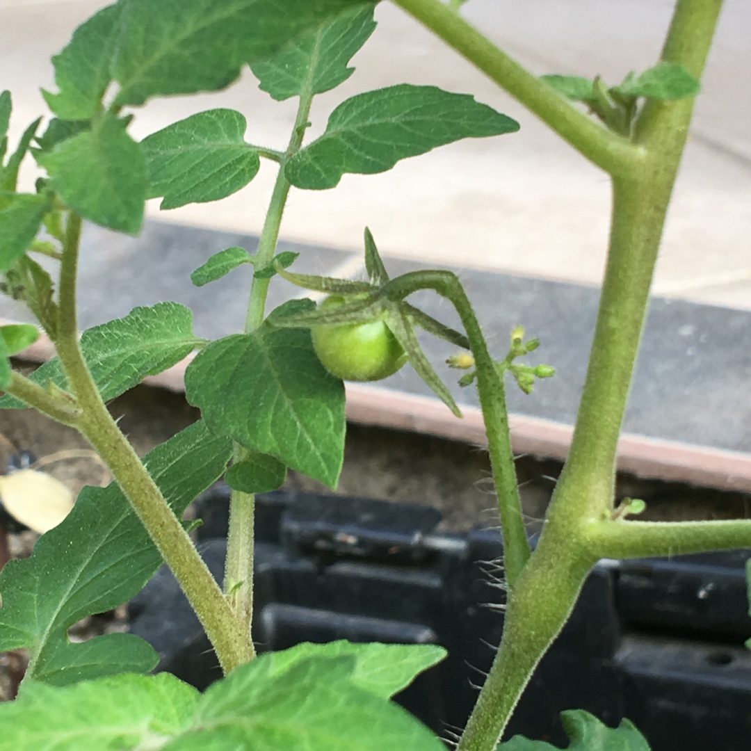 Tomato Supersweet 100 F1 (Cherry Tomato) in the GardenTags plant encyclopedia