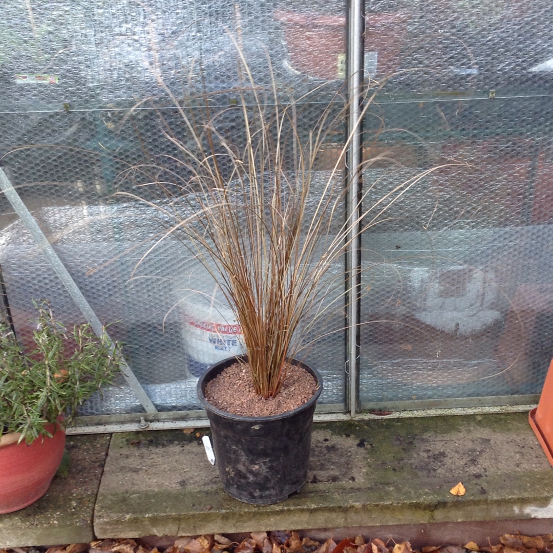 Carex buchananii in the GardenTags plant encyclopedia Red Rooster Grass in the GardenTags plant encyclopedia