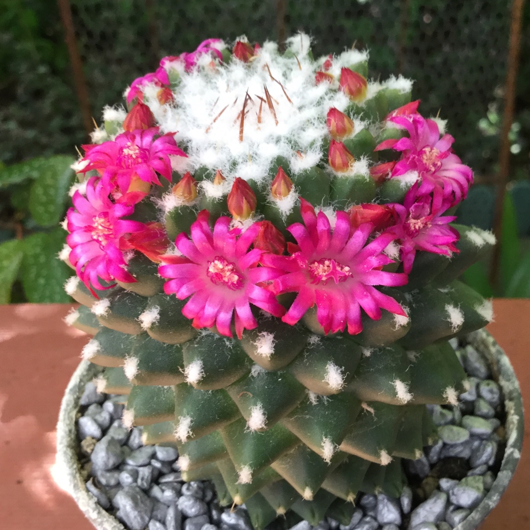 Mammillaria polythele Toluca syn. Mammillaria vagaspina var. toluca in the GardenTags plant encyclopedia Mammillaria Toluca in the GardenTags plant encyclopedia