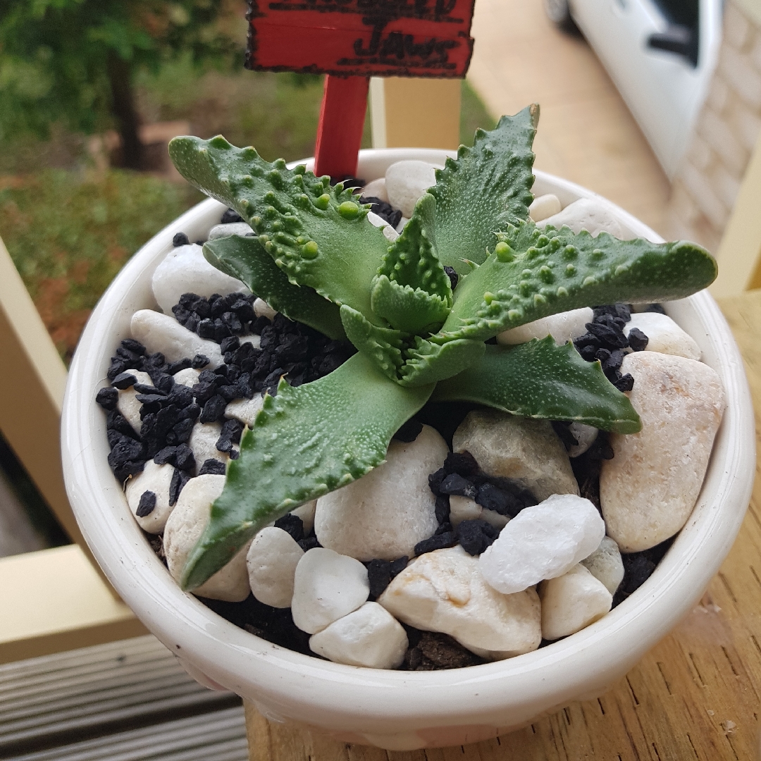 Knobbled Jaws in the GardenTags plant encyclopedia