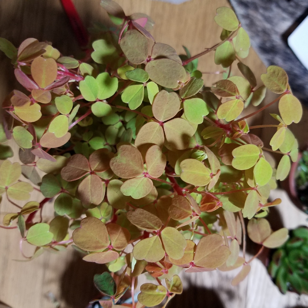 Oxalis Spiralis Aurea in the GardenTags plant encyclopedia Golden Oxalis in the GardenTags plant encyclopedia