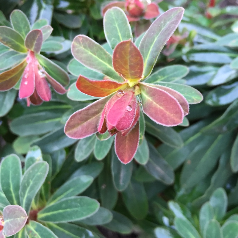 Euphorbia x martini Baby Charm in the GardenTags plant encyclopedia Martins Spurge Baby Charm in the GardenTags plant encyclopedia