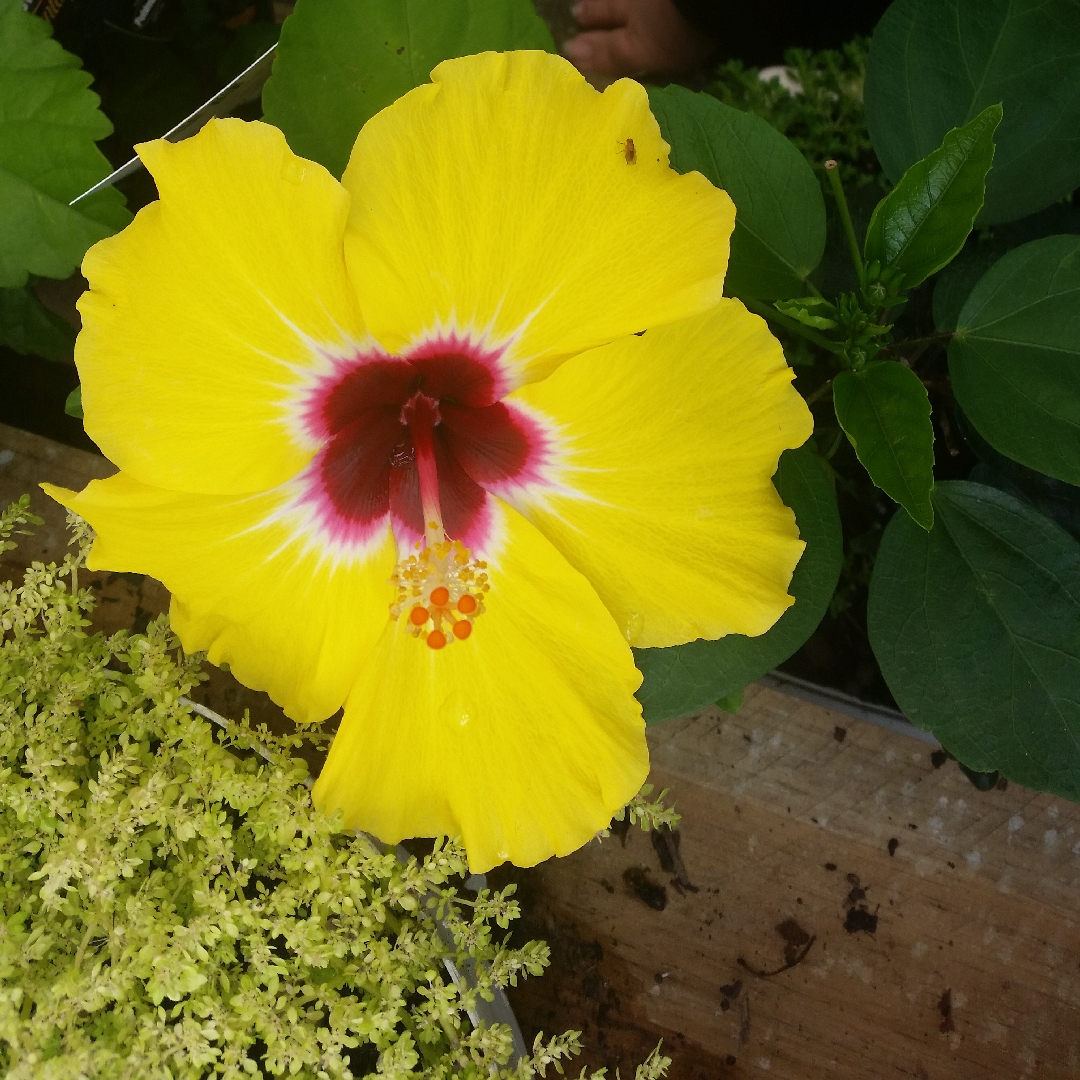 Hibiscus Rosa-sinensis Lemon Delight in the GardenTags plant encyclopedia Hibiscus Lemon Delight in the GardenTags plant encyclopedia