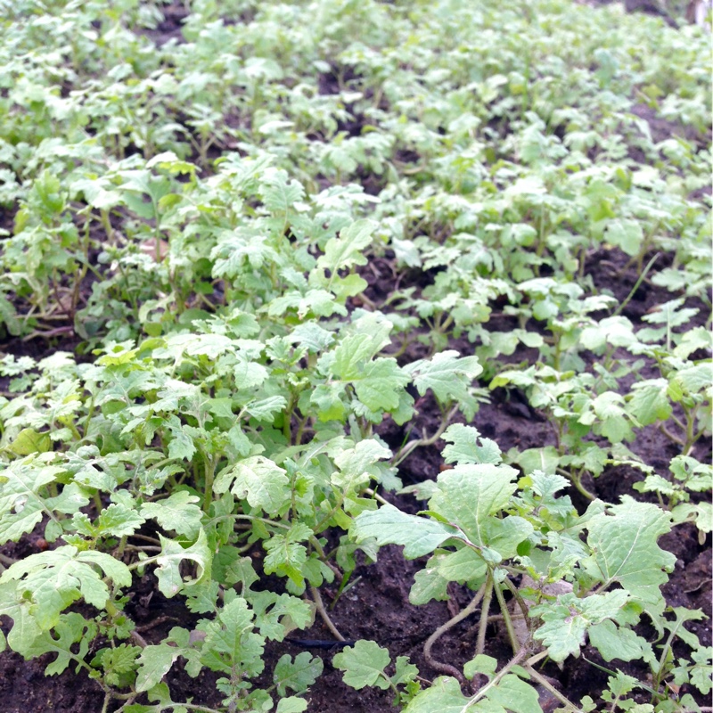 Various in the GardenTags plant encyclopedia Green Manure in the GardenTags plant encyclopedia