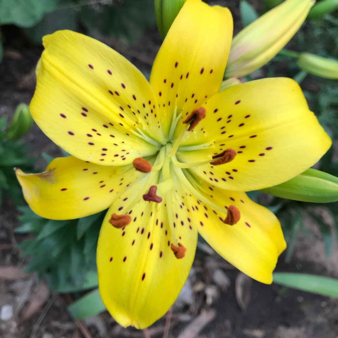 Lilium Pearl Jennifer in the GardenTags plant encyclopedia Lily Pearl Jennifer (Asiatic) in the GardenTags plant encyclopedia