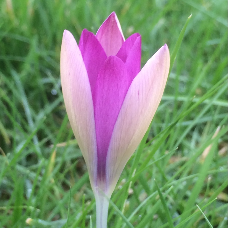 Crocus tommasinianus Roseus syn. Crocus tommasinianus var. roseus in the GardenTags plant encyclopedia Crocus Roseus in the GardenTags plant encyclopedia