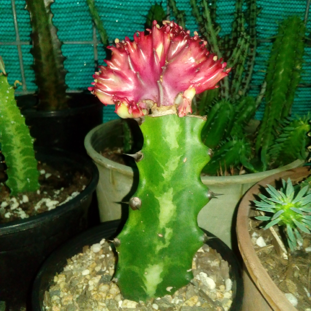 Euphorbia lactea Variegated Monstrose Graft in the GardenTags plant encyclopedia Variegated Monstrose Grafted Euphorbia in the GardenTags plant encyclopedia