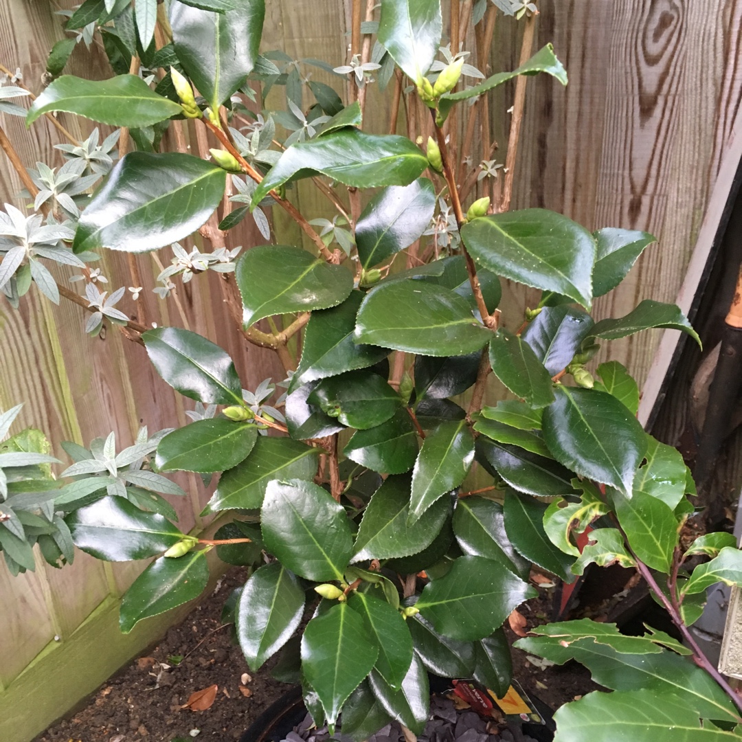 Camellia Japonica Midnight in the GardenTags plant encyclopedia Camellia Midnight in the GardenTags plant encyclopedia